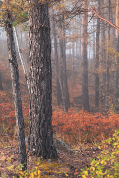 秋季森林薄雾