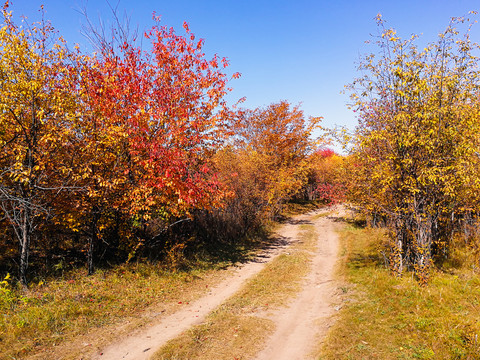 秋季树林小路红叶