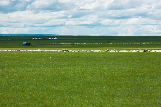 夏季草原羊群蒙古包牧场