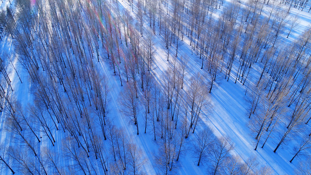 航拍林海雪原小树林