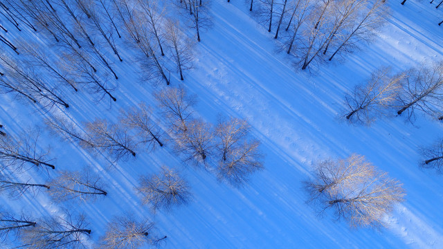 航拍雪原小树林冬景