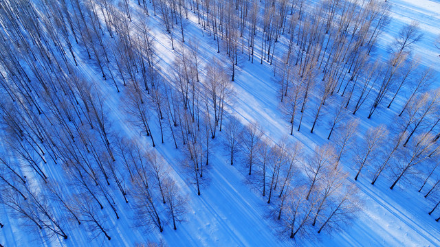 航拍林海雪原小树林冬景