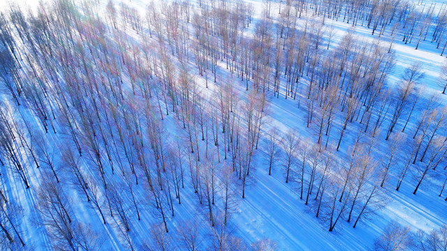 航拍林海雪原小树林