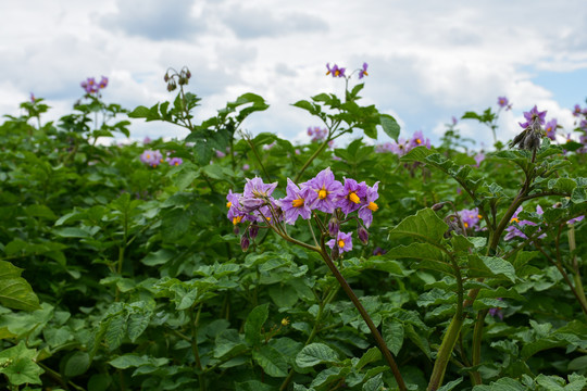 紫花马铃薯