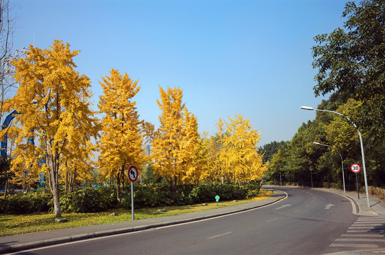 公路银杏树