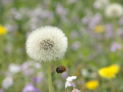 蒲公英与诸葛菜