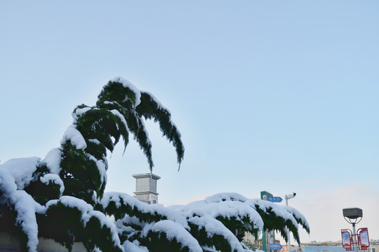 冬日蓝天雪景绿树