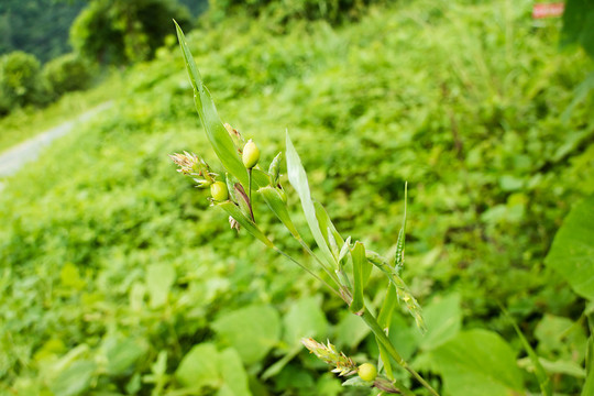 野薏米薏苡