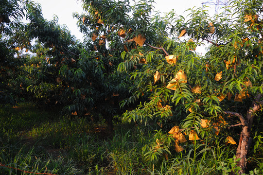 桃子套袋种植