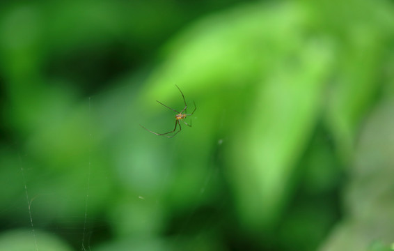 蜘蛛微距摄影