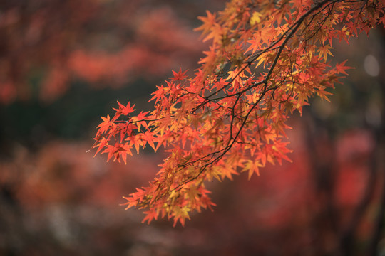 秋霞圃红枫