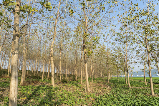 长江防护林