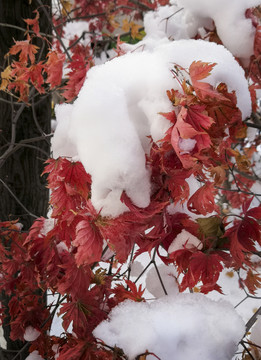 雪后红叶