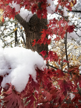 雪后红叶