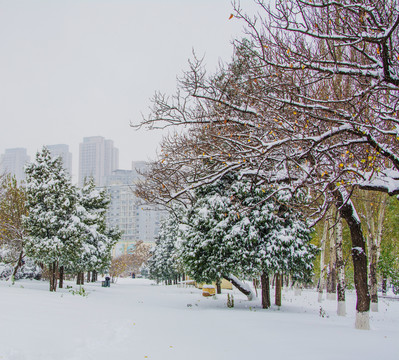 两排松树与树木雪挂雪地雪景