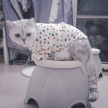 穿衣服的猫