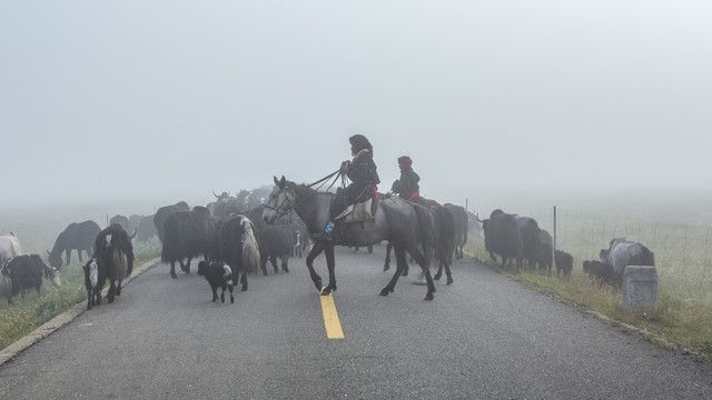 大雾中一群牦牛