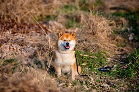 宠物狗柴犬写真