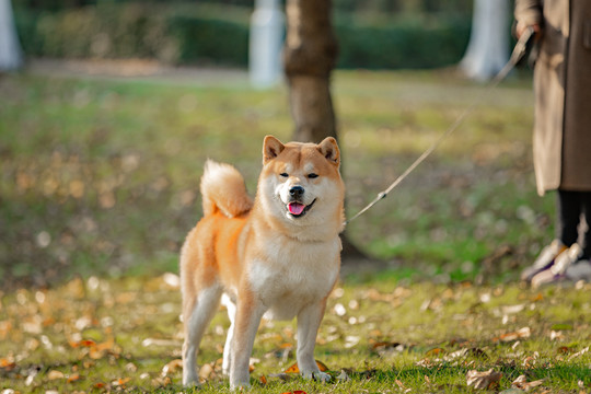 宠物狗柴犬写真