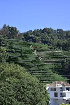 九溪烟村茶山