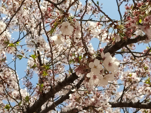 摇曳的樱花