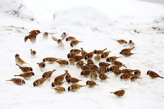 雪地中的麻雀