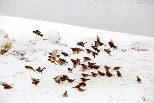雪地中的麻雀