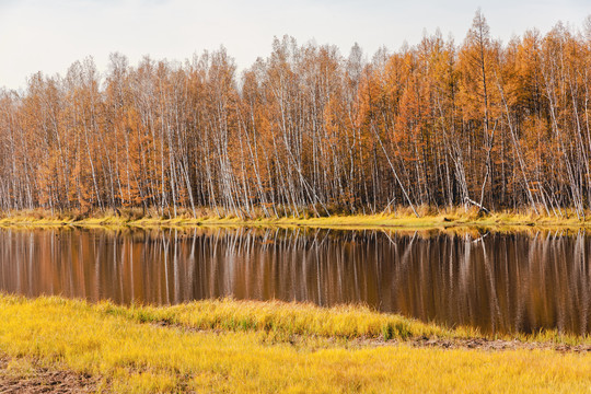 秋季湿地水边白桦
