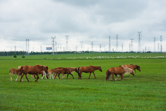草原羊群马群牧场