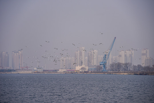 冬季天津海河上成群的候鸟海鸥