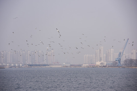 冬季天津海河上成群的候鸟海鸥