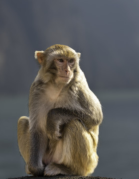 重庆奉节瞿塘峡三峡猕猴