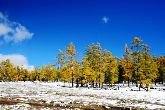 蓝天下喀纳斯的白雪和金黄色森林