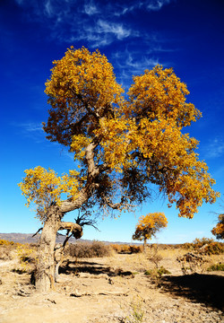 新疆木垒蓝天下一棵金黄色胡杨树
