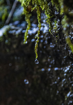 苔藓上滴下来的水滴