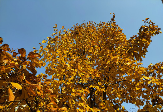 冬季黄色玉兰树叶