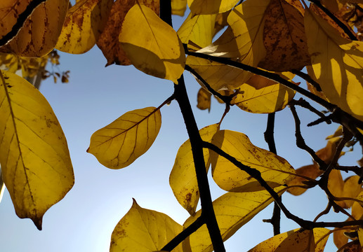 冬季黄色玉兰树叶