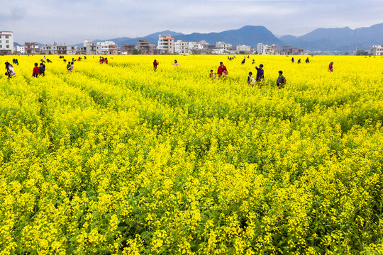 春游油菜花田野