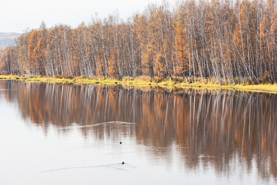 河流倒影河边秋季白桦林