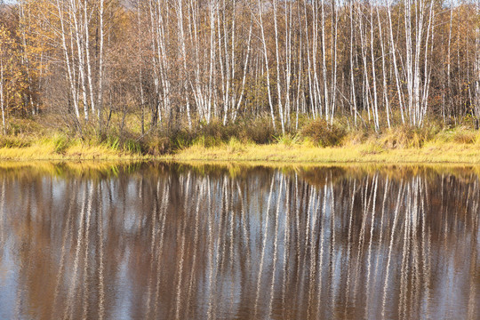 秋季树林白桦树河流倒影