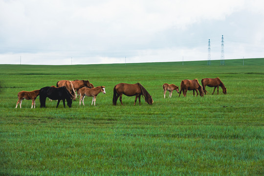 夏季草原一群马