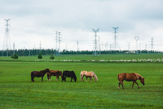 夏季草原牧场马群羊群