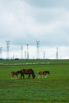 夏季草原羊群牧场马群