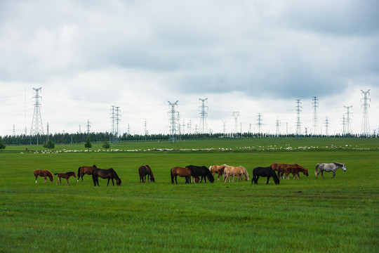 夏季草原牧场马群羊群