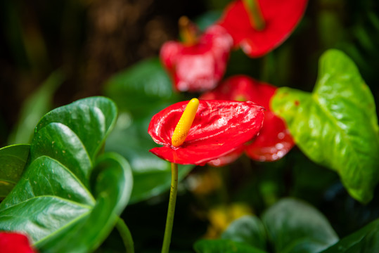 红掌花