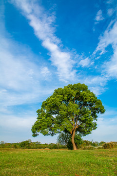 草坪大树