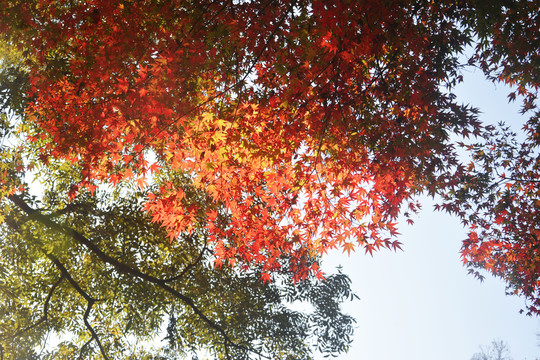 秋天枫树枝叶