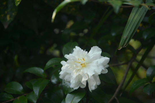 清新雅致茶梅花