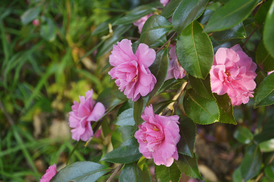 茶梅花开