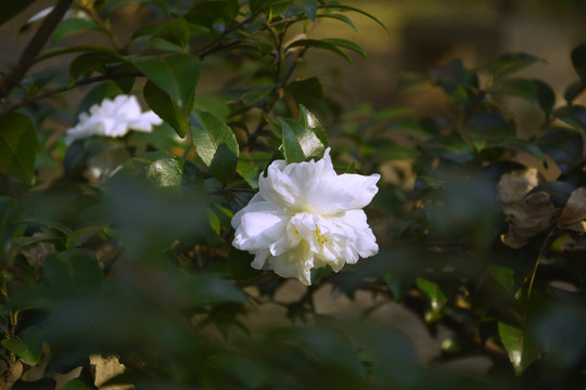 洁白的茶梅花